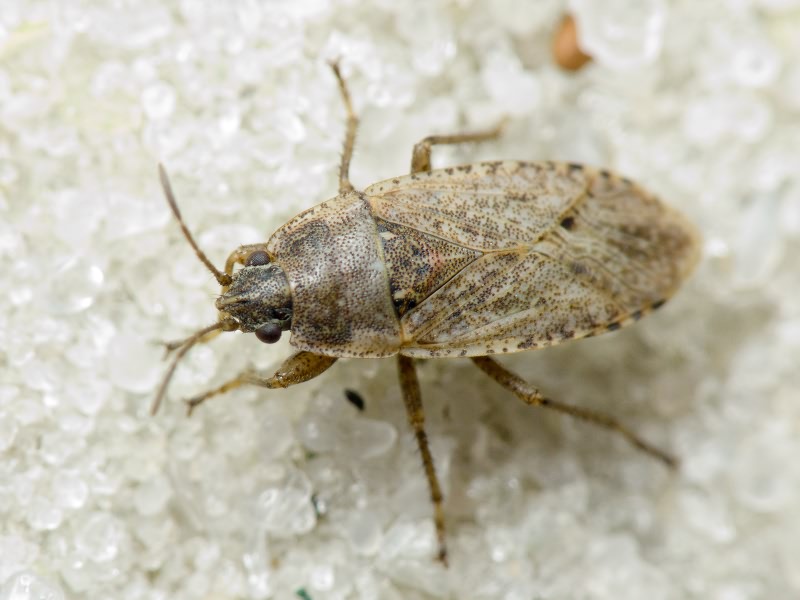 Emblethis Fieber, 1860